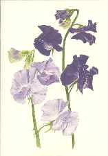 blue sweet pea greeting card