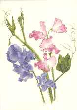 spencer sweet pea greeting card