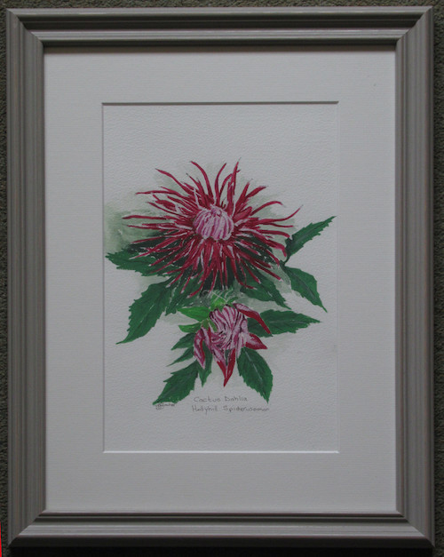 Cactus Dahlia HS