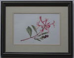 Honeysuckle