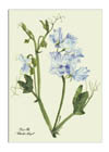 sweet pea notelets