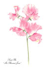 sweet pea notelets