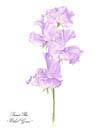 Notelet depicting Sweet Peas