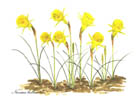 Narcissus notelet