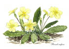 flower notelets