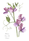 Heirloom Sweet Pea notelet