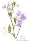 Heirloom Sweet Pea notelet