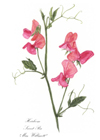 Heirloom Sweet Pea notelet