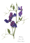 Heirloom Sweet Pea notelet