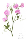 Heirloom Sweet Pea notelet