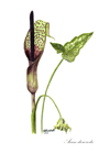 Arum notelet