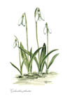 botanical notelets