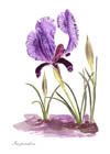Iris notelet