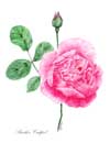 rose notelets