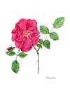 Rose 'Berkshire'