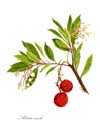 Arbutus notelet