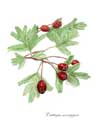 Crataegus notelet