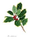 Ilex notelet