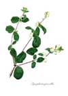 Symphoricarpus notelet