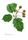 autumn berry notelets
