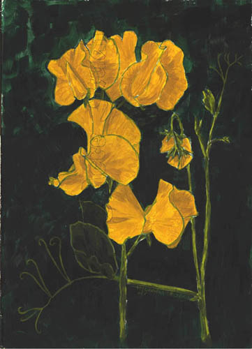 Painting of golden sweet pea by Maggie Goodsell