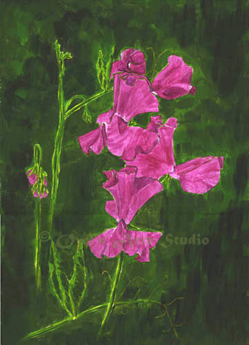 watercolour painting of Sweet Pea 'Eclipse'