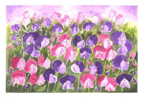 watercolour painting of sweet peas