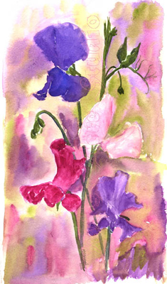 watercolour painting of Sweet Peas