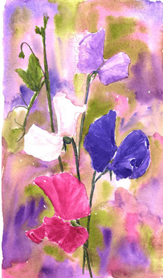 watercolour painting of Sweet Peas