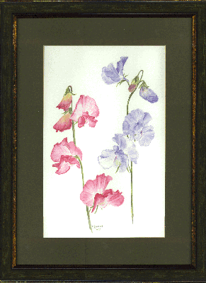 watercolour painting of Sweet Peas