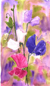 Pair of sweet pea paintings