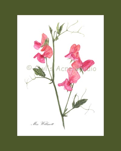 print of Miss Willmott'