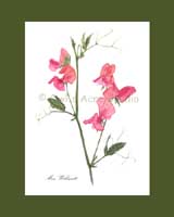 Heirloom Sweet Pea<br />'Miss Willmott'