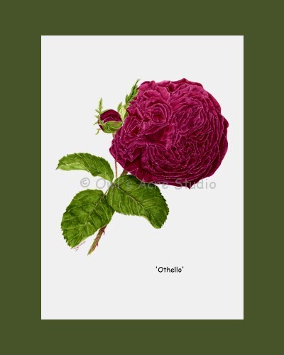 print of Rose 'Othello'