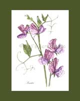 Print 15, Heirloom Sweet Pea - 'Senator'