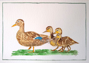 Ducks