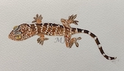 Gecko