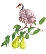 Partridge