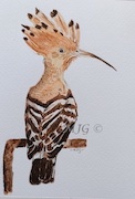 Hoopoe