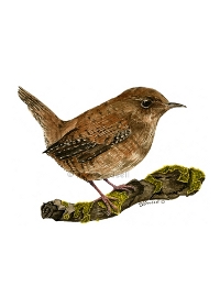 wren