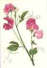 Sweet Pea Cards, Prints & Booklet