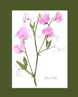 Print �15, Heirloom Sweet Pea - 'Janet Scott'