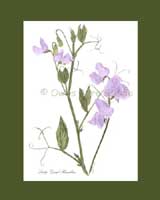 Print �15, Heirloom Sweet Pea - 'Lady Grisel Hamilton'