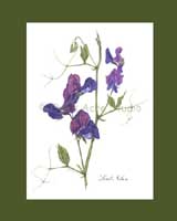 Print �15, Heirloom Sweet Pea - 'Lord Nelson'