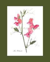 Print �15, Heirloom Sweet Pea - 'Miss Willmott'