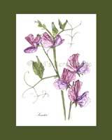 Print �15, Heirloom Sweet Pea - 'Senator'